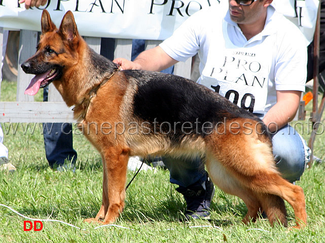 Rachel-di-Casa-Schwarz-7-MB.jpg - Giovani femmine  7 MB Rachel di Casa Schwarz