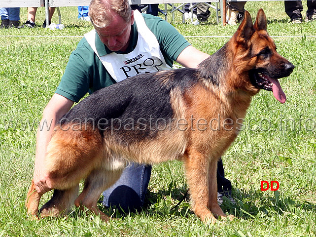 Zeus-del-Catone-3-MB-.jpg - Giovani maschi 3 MB Zeus del Catone