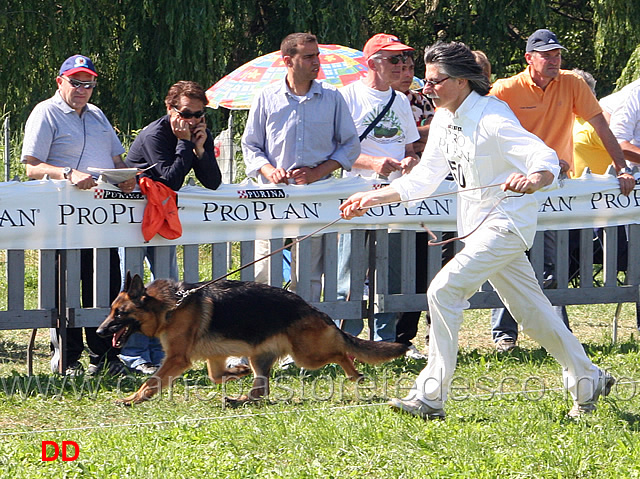 Birra-Lucky-Animals-al-trotto.jpg - Birra Lucky Animals