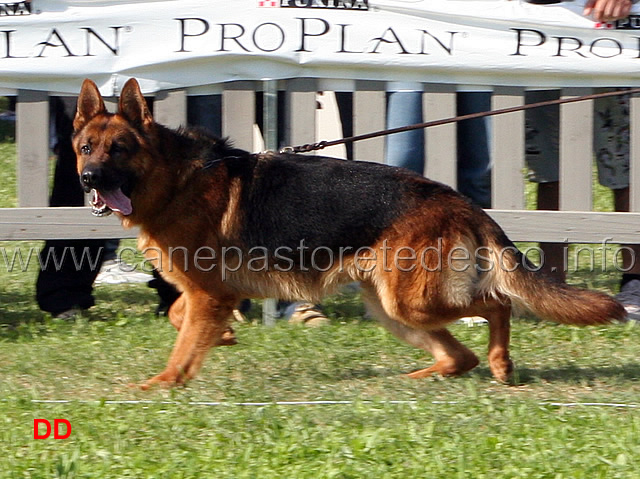 Geros-Freijumps-al-trotto.jpg - Geros Freijumps