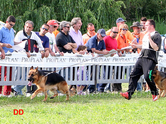 Gordon.jpg - Gordon dei Colli di Uzzano 22 Ecc