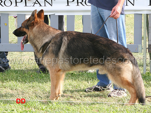 Horso-dei-Colli-Storici-25-Ecc.jpg - Horso dei Colli Storici 25 Ecc