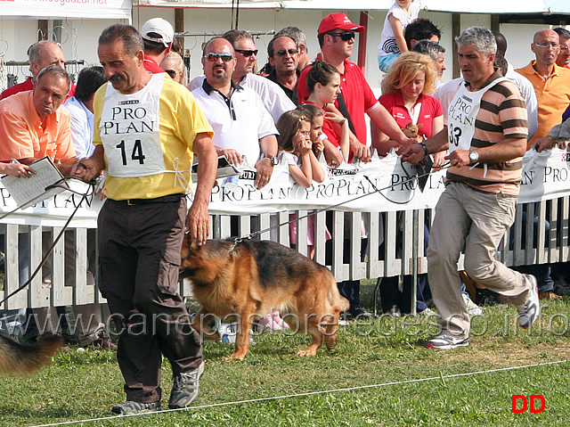 Pitt-Geranian-Hoff.jpg - Pitt Geranian Hoff