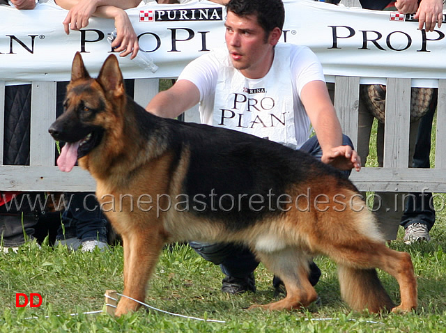 Pongo-della-Valle-del-Lujo-15-Ecc.jpg - Pongo della Valle del Lujo 15 Ecc