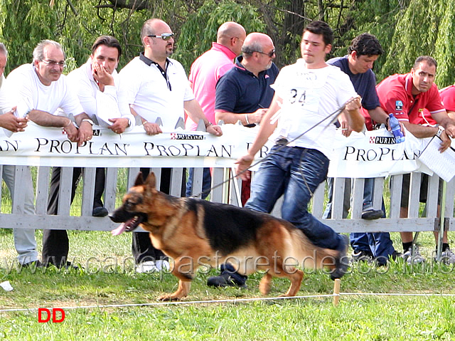 Pongo.jpg - Pongo della Valle del Lujo 15 Ecc