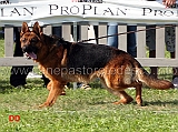 Geros-Freijumps-al-trotto