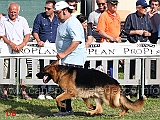 Gordon-dei-Colli-di-Uzzano-al-fuss