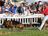Partenza-Lavoro-maschi-Ken-dei-Monti-della-Laga