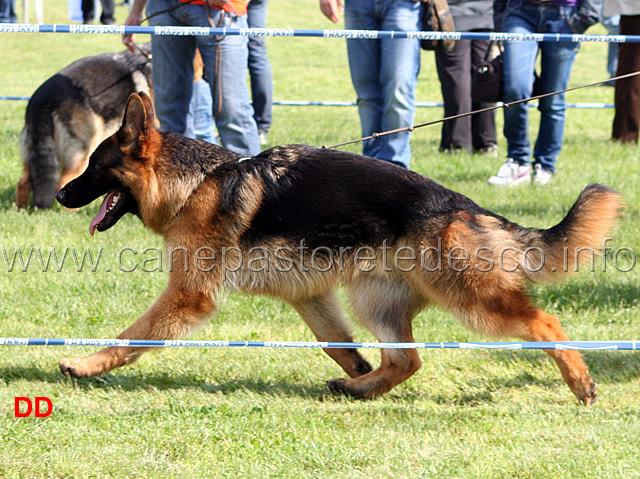 011_.jpg - Classe Cuccioloni maschi Otto del Samengio