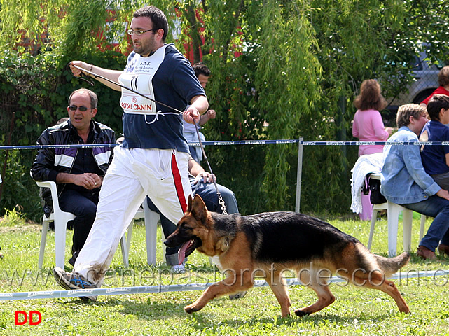 041.jpg - Classe Cucciolone femmine Quendy dei Verdi Colli