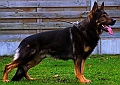 goran-van-seburus-02