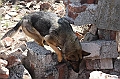 inka-vom-trauntor-03