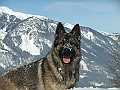 quino-vom-waldwinkel-02