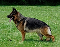 zambo-vom-riedschlurgi